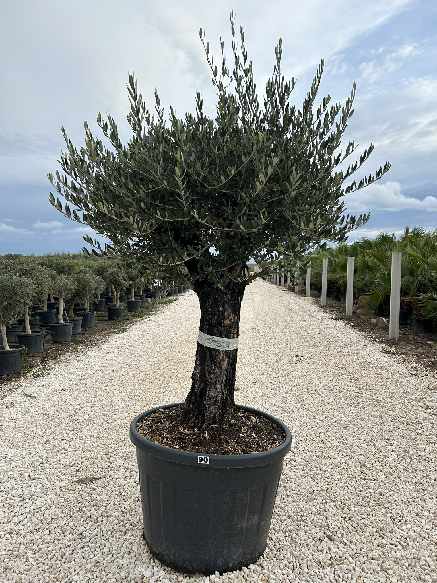 Olea europea
